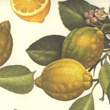 Yellow Lemons Fruit Print Paper ~ Rossi Italy